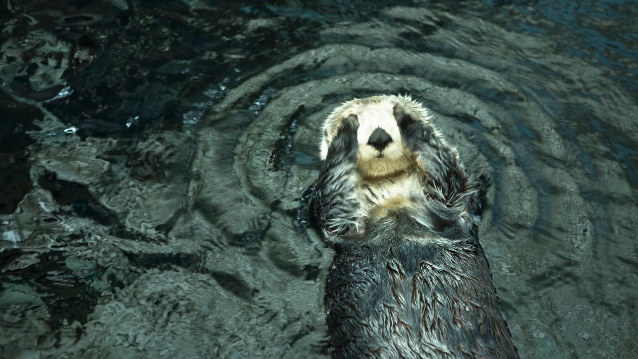 New Moon in Mrigasira