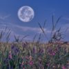 Full Moon Field