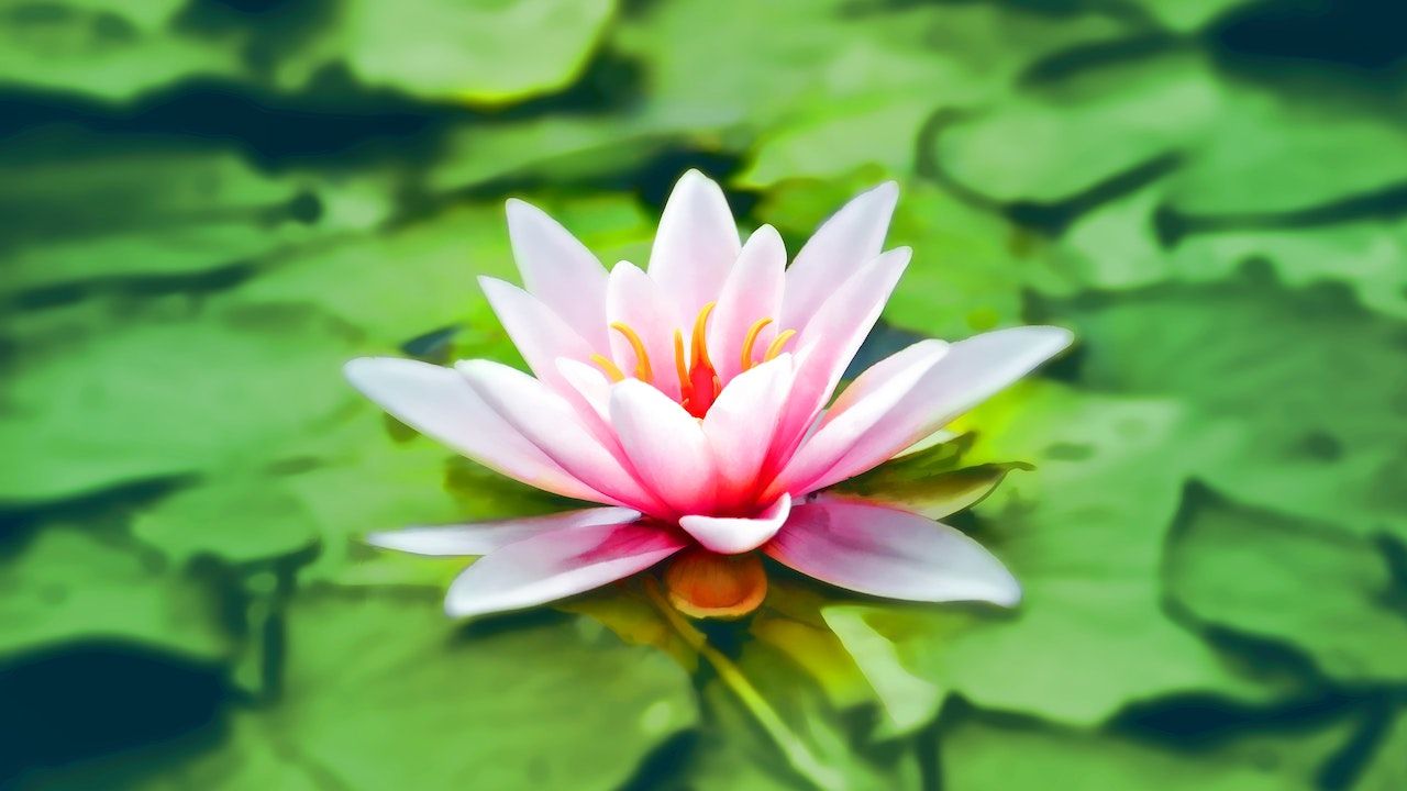 Divisional Charts Module 1 – The Fundamentals