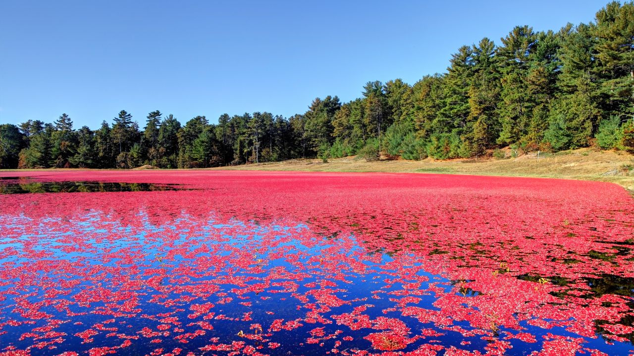 Moon in Purva Phalguni