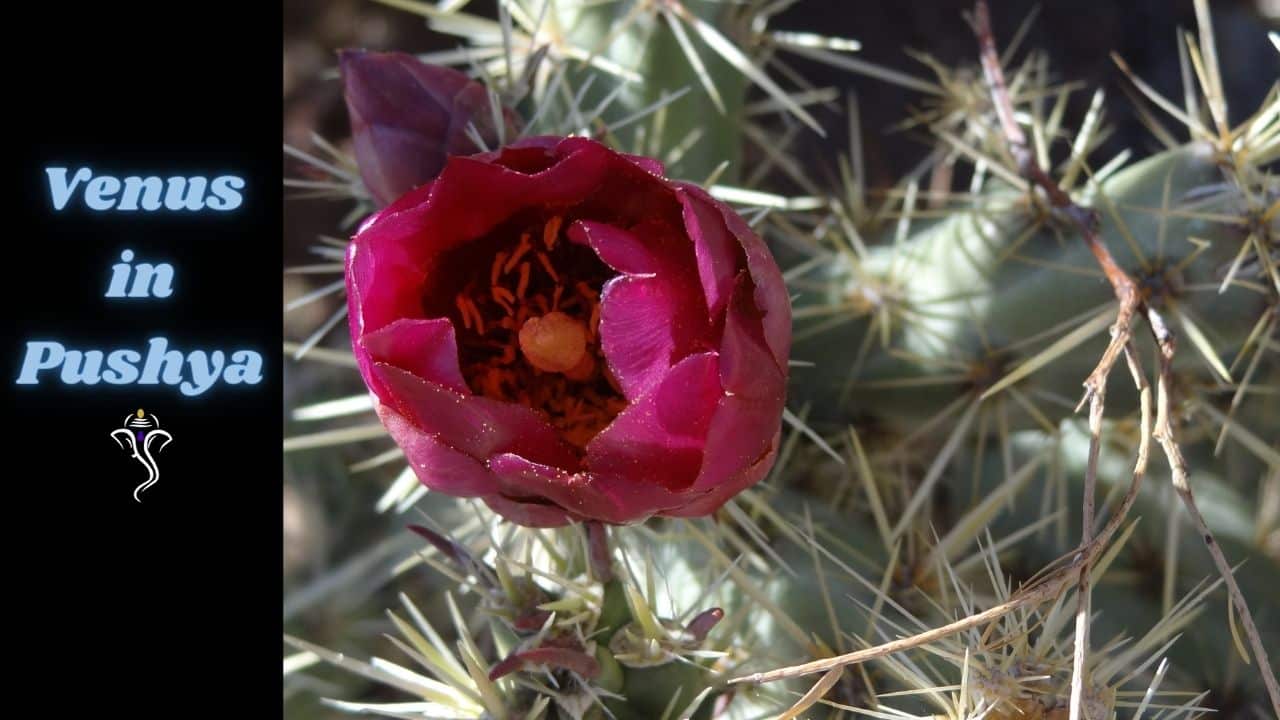 Venus in Pushya