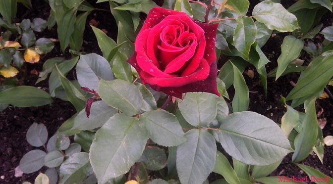 Dignity and Desire Photo by Michael Reed