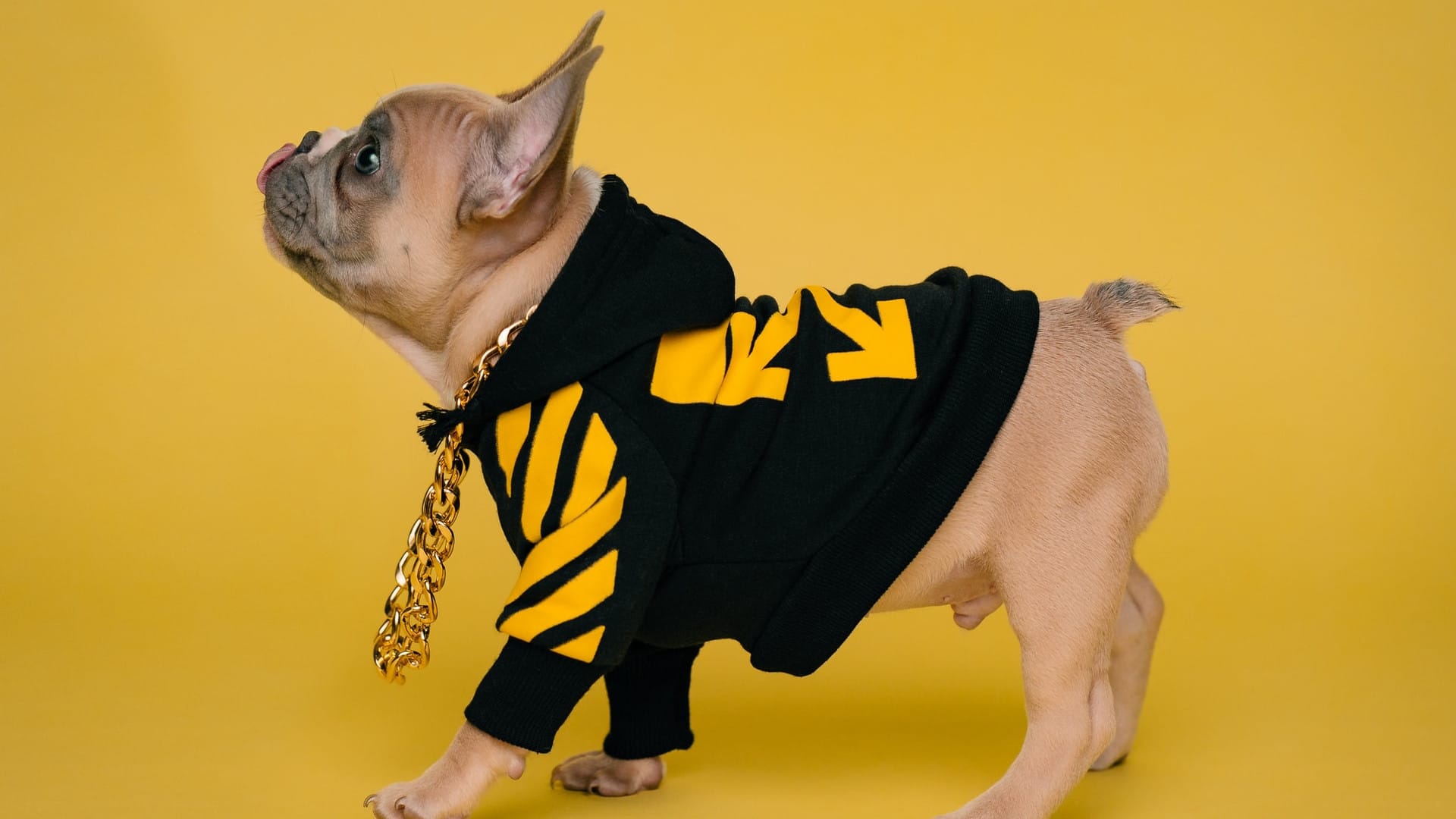 Moon in Shatabhishak