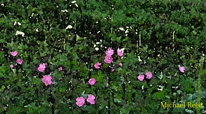 In Full Blossom by Michael Reed