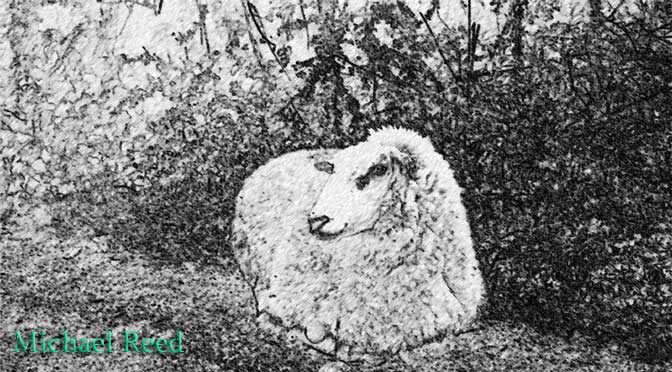 Gentleness by Michael Reed