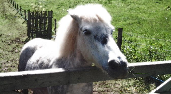 Hoof and Halo by Michael Reed