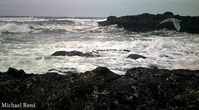 In Flight by Michael Reed