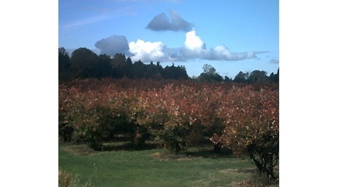 Landscape by Honey Maya