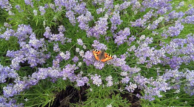 Lavender and Butter by Michael Reed