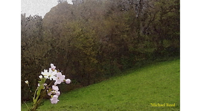 Offering by Michael Reed