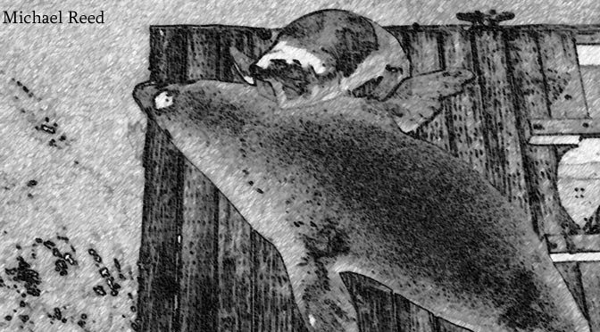 Sea Lions by Michael Reed