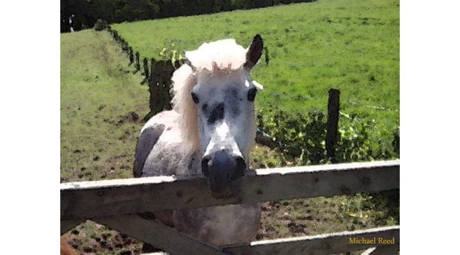 Swift Footed and Pure Hearted by Michael Reed