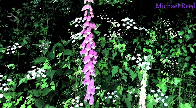 The Foxes Glove by Michael Reed