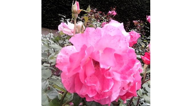 Worth Waiting For by Michael Reed